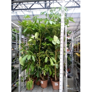 Schefflera actin. 'Amate'