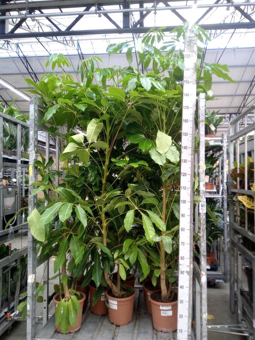 <h4>Schefflera actin. 'Amate'</h4>
