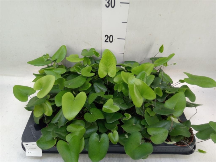 <h4>Hemionitis arifolia</h4>