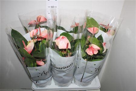 <h4>Anthu A Mystique 6+</h4>