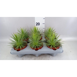 Agave stricta 'Nana'