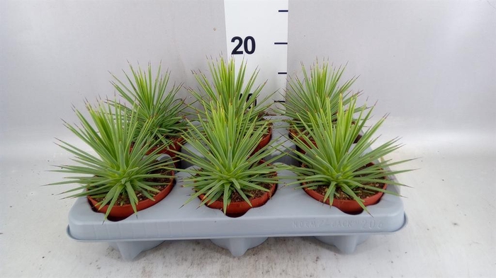 <h4>Agave stricta 'Nana'</h4>