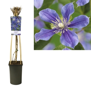 Clematis 'Arabella' +light label