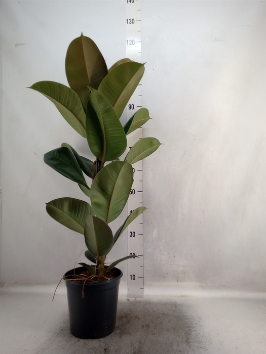 Ficus elastica 'Robusta'