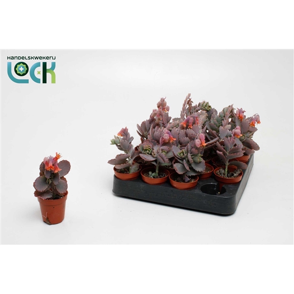 <h4>Kalanchoe Ameg</h4>