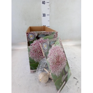 Allium   ...flowerbulbs