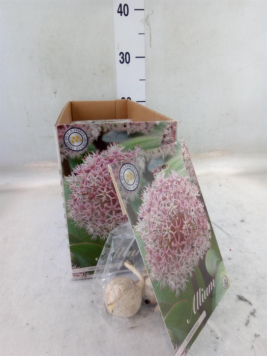 <h4>Allium   ...flowerbulbs</h4>