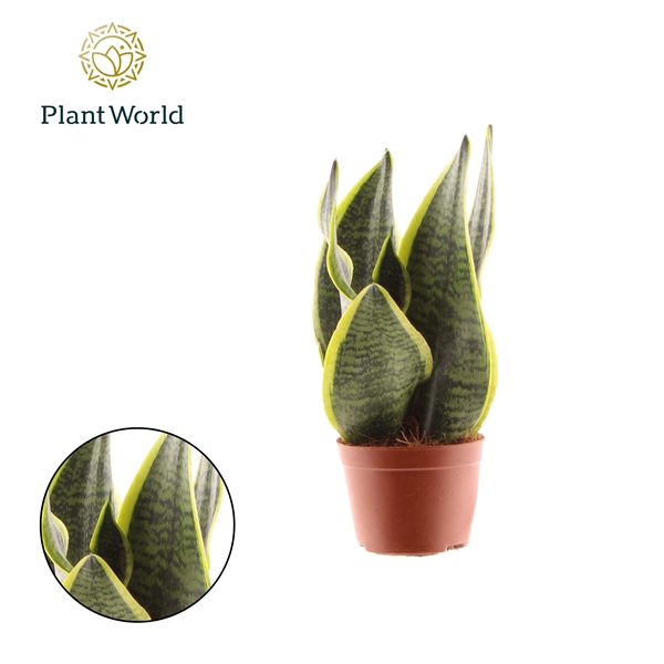 Sansevieria Futura Superba 2 PP
