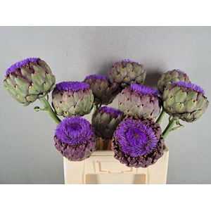 CYNARA SCOLYMUS BLOEIEND 45/65CM