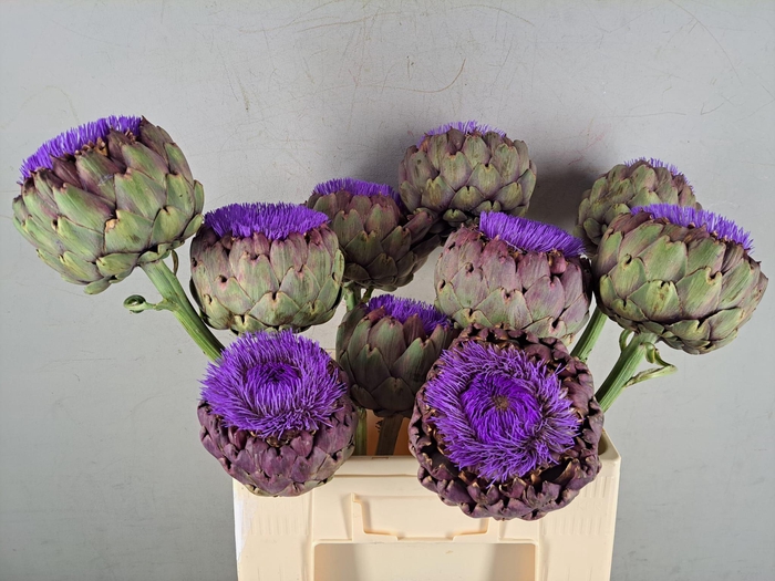 <h4>CYNARA SCOLYMUS BLOEIEND 45/65CM</h4>