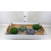 Arr.  Succulents L%