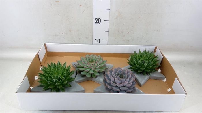 <h4>Arr. Succulents L%</h4>