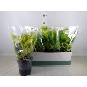 Epipremnum pinn. 'Aureum'