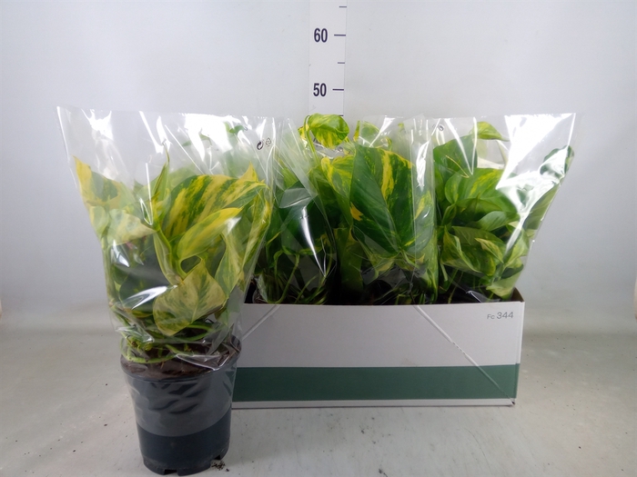 <h4>Epipremnum pinn. 'Aureum'</h4>