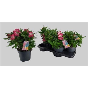 Alstroemeria Inticancha Romance