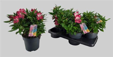 <h4>Alstroemeria Inticancha Romance</h4>