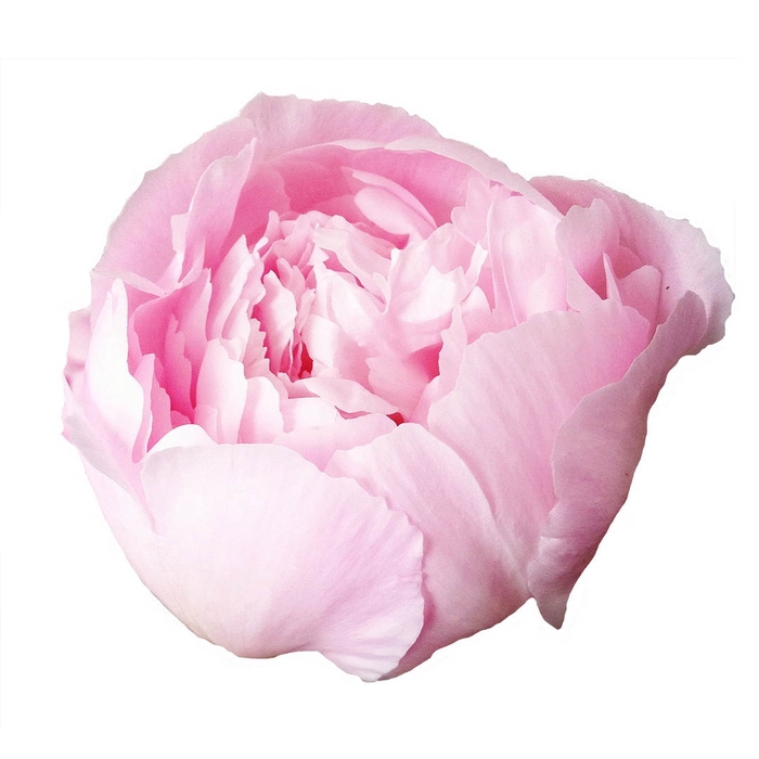<h4>Paeonia Noemi Demay</h4>
