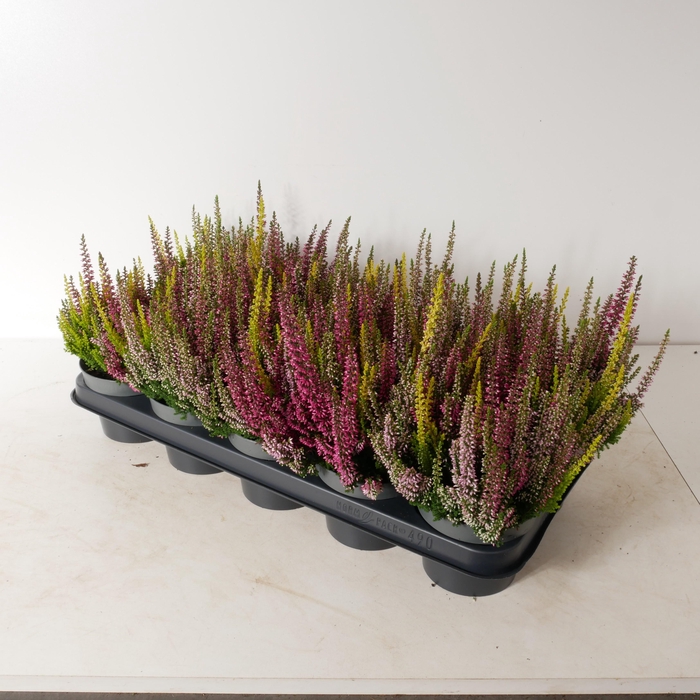 <h4>Calluna vulgaris 'Beauty Ladies' Trios P12</h4>