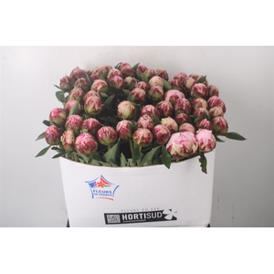 Paeo L Sarah Bernhard Pink Ex