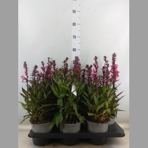 Lobelia speciosa 'Fan Cinnaba Rose'