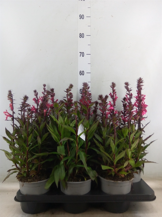 <h4>Lobelia speciosa 'Fan Cinnaba Rose'</h4>