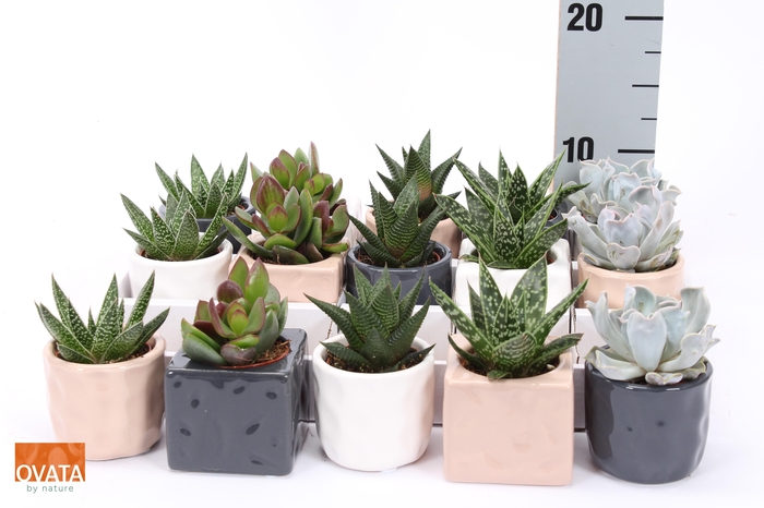 <h4>SUCC GEM 5 SRT</h4>