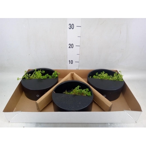 Arr.   Kamerplant Groen L%