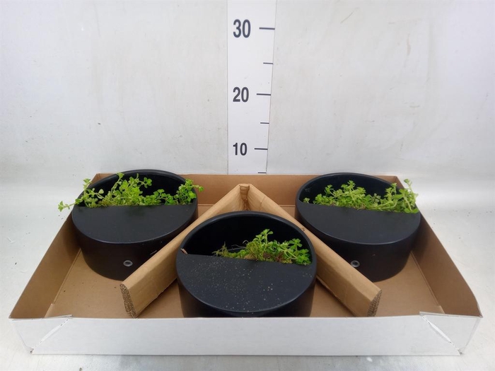 <h4>Arr.   Kamerplant Groen L%</h4>