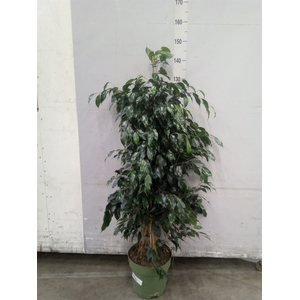 Ficus benja. 'Danielle'