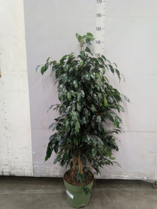 <h4>Ficus benja. 'Danielle'</h4>
