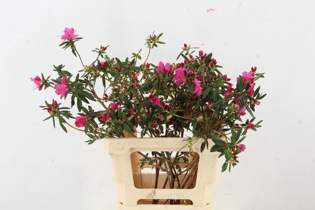 <h4>RHODO FUCHSIA PINK GRILLIG 050CM</h4>