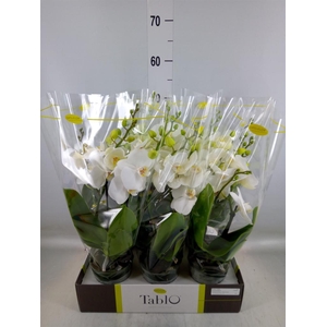 Phalaenopsis   ...white