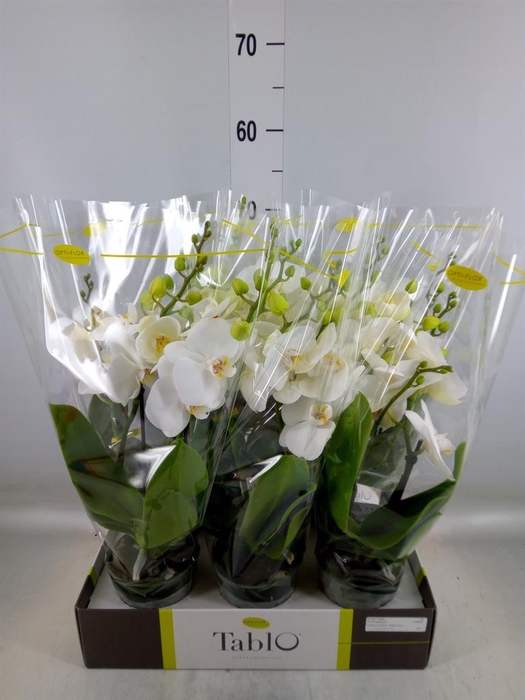 <h4>Phalaenopsis   ...white</h4>