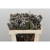 Kaaps Groen Silver Brunia