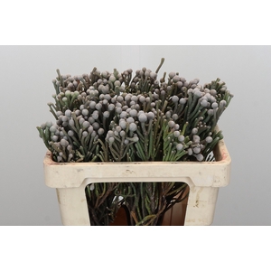 Kaaps Groen Silver Brunia