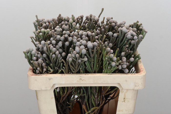 Kaaps Groen Silver Brunia