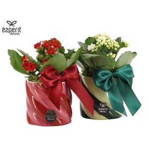 Arrangementen Kerst 6%