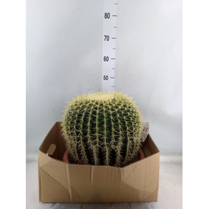 Echinocactus grusonii