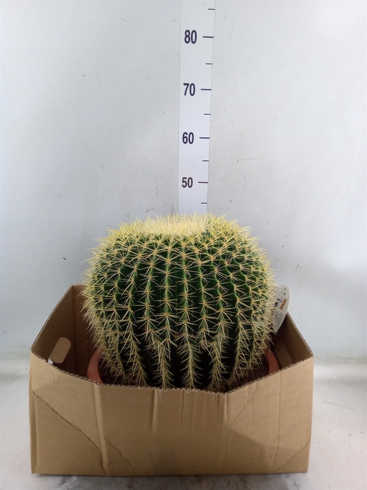<h4>Echinocactus grusonii</h4>