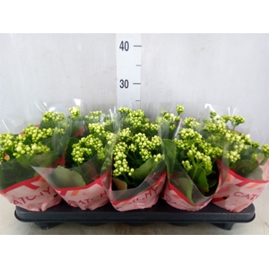 Kalanchoe blos. 'Calandiva Whites'