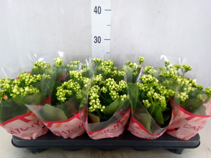 <h4>Kalanchoe blos. 'Calandiva Whites'</h4>