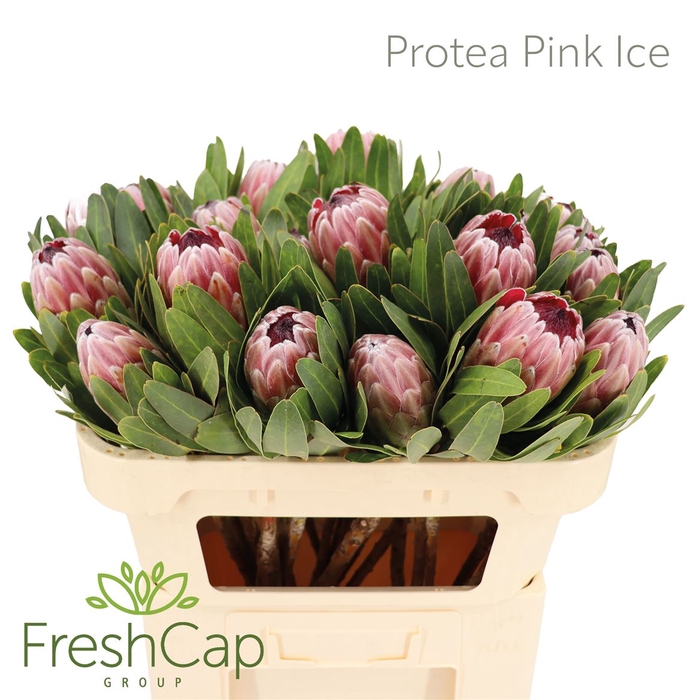 <h4>Protea Pink Ice</h4>