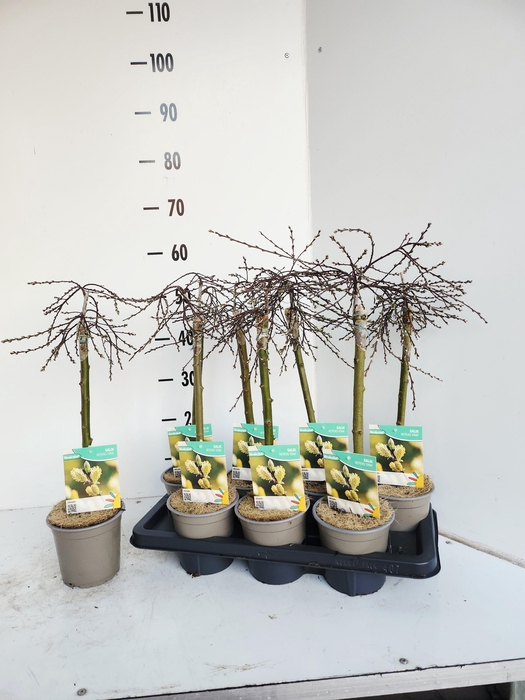 <h4>SALIX REP IONA</h4>