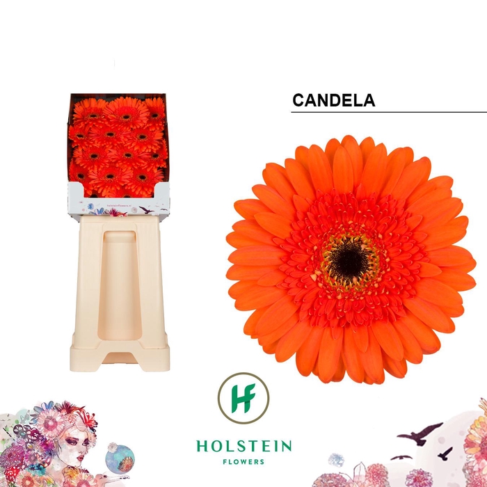 <h4>Ge Gr Candela</h4>