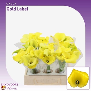 ZANT GOLD LABEL