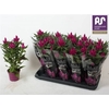 Celosia Merida Caracas Dark