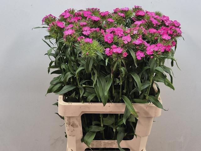 <h4>Di Barb Bar Rose</h4>