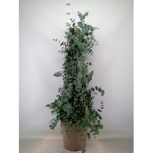 Eucalyptus