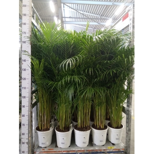Dypsis lutescens   ...Chrysalidoca