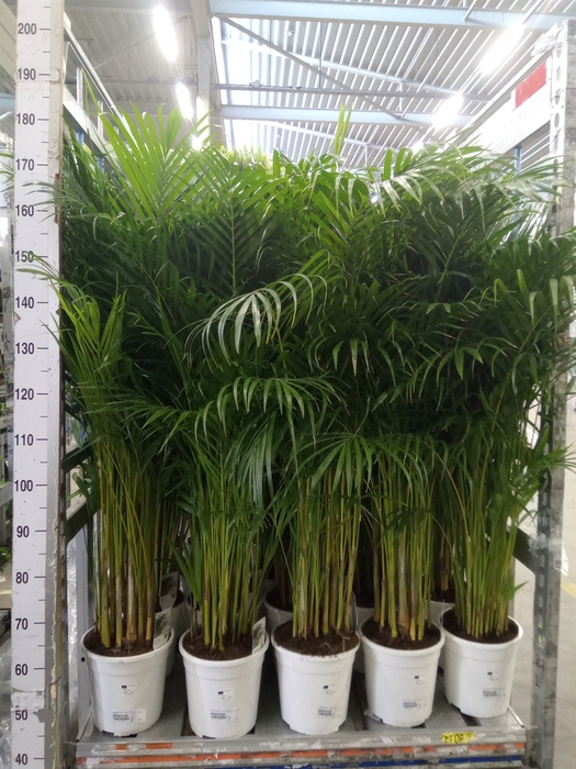 <h4>Dypsis lutescens   ...Chrysalidoca</h4>